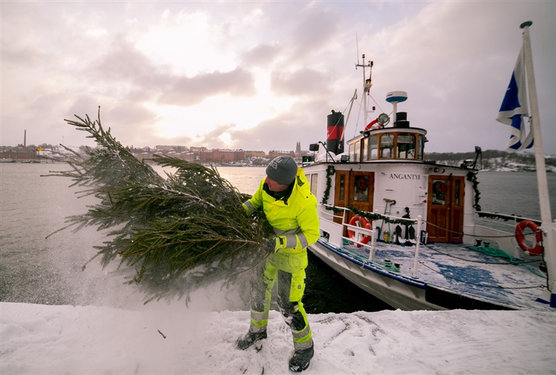 Julgransinsamling på Norr Mälarstrand