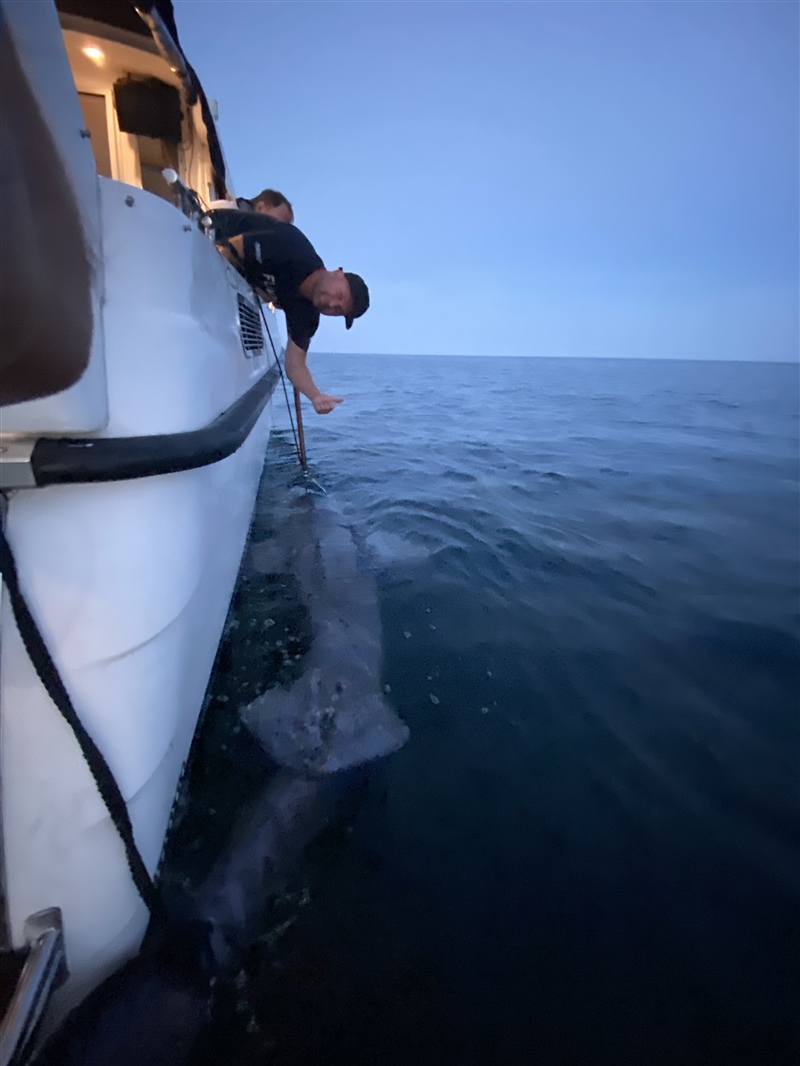 Sveriges längsta fisk – nytt sportfiskerekord på håkäring