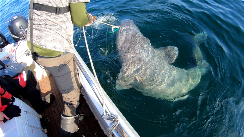 Den största spöfångade fisken i Sverige någonsin 