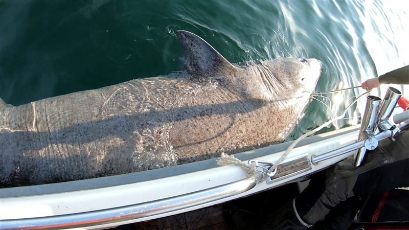 Den största spöfångade fisken i Sverige någonsin