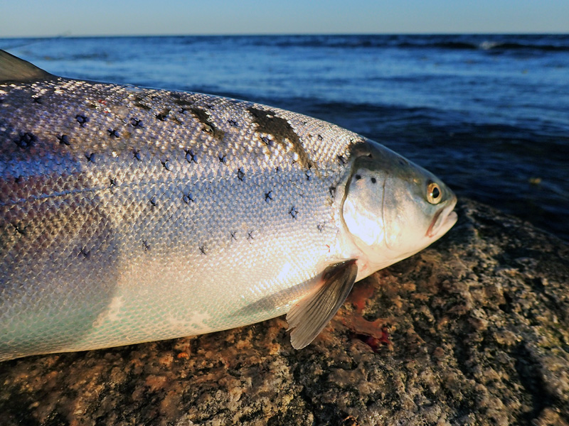 De bästa fisketipsen för havsöring i Skåne