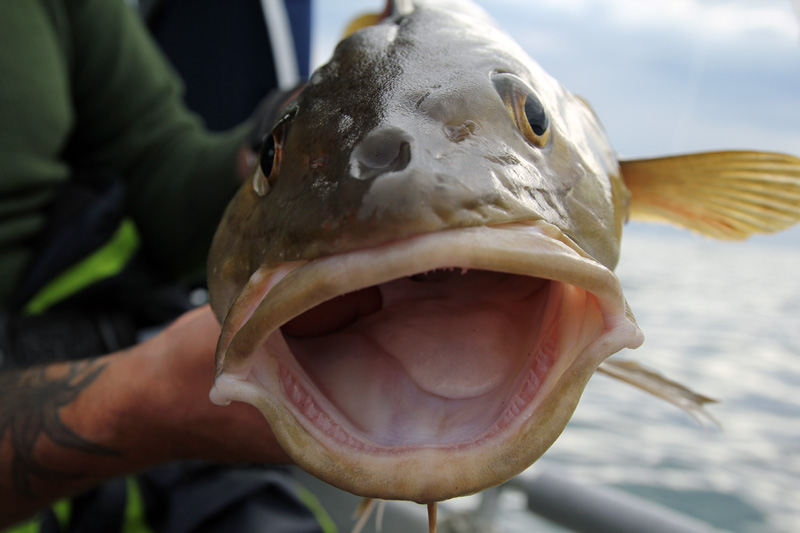 Europas sportfiskeorganisationer är samlade i Malmö