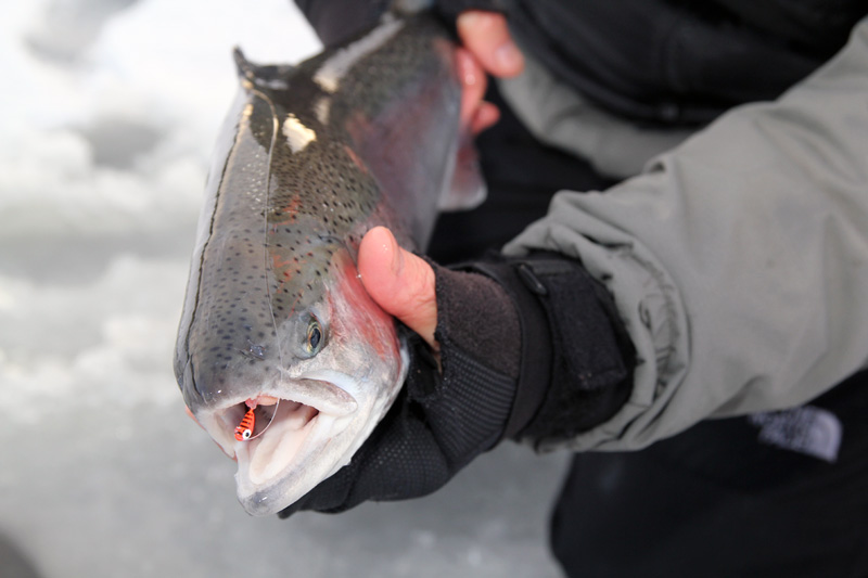 Isfiskepremiär på Mellansjön 15 januari