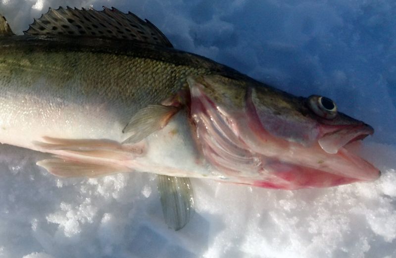 Fiskdöd i Norrköping