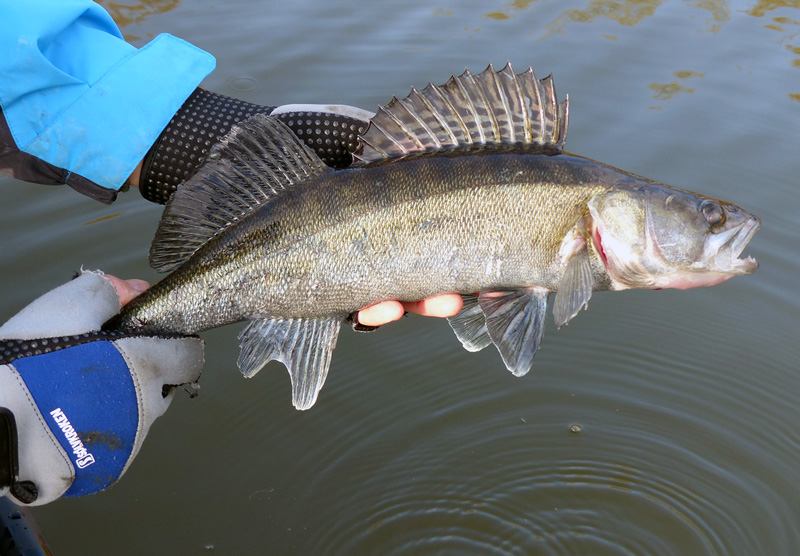 Lillsjön stängd för fiske fram till 16 juni