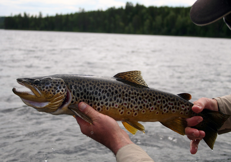 Var med och tävla i svenska flugfiskecupen!