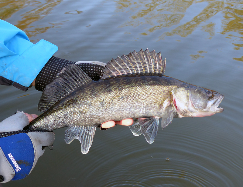 Säffle sportfiskeklubb söker fiskevärdar till Byälven