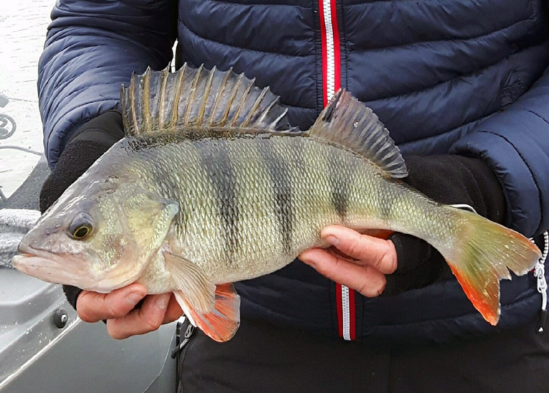 Tio abborrar över 40cm på 08ABBORREN