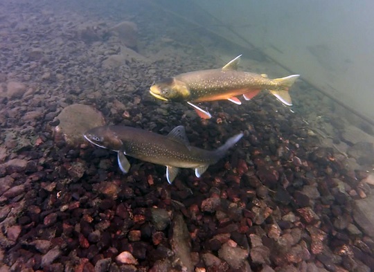 Förvaltningsplan för fisk och fiske i Vättern på remiss till 1 april