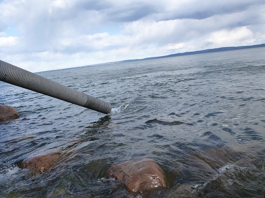 Årets laxutsättning i Vättern klar till påsk!