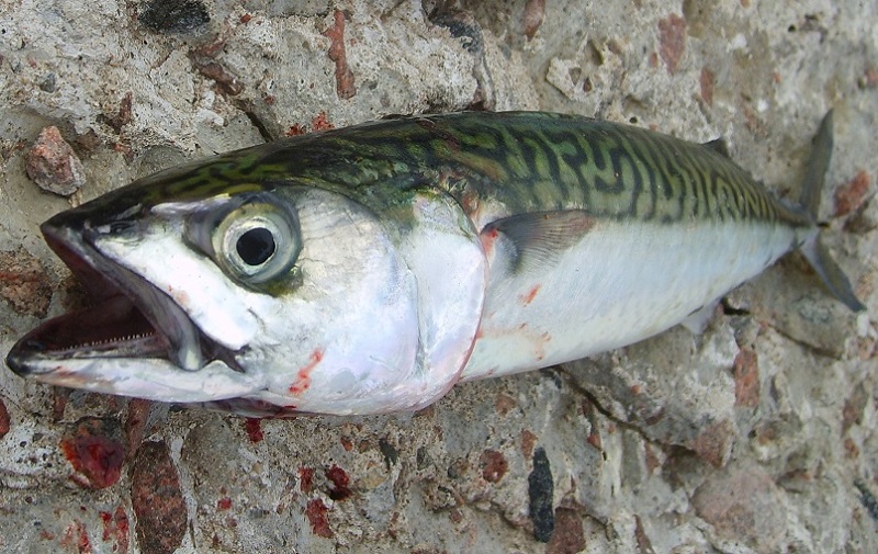 Nytt rekord på makrill i Gula kortet!