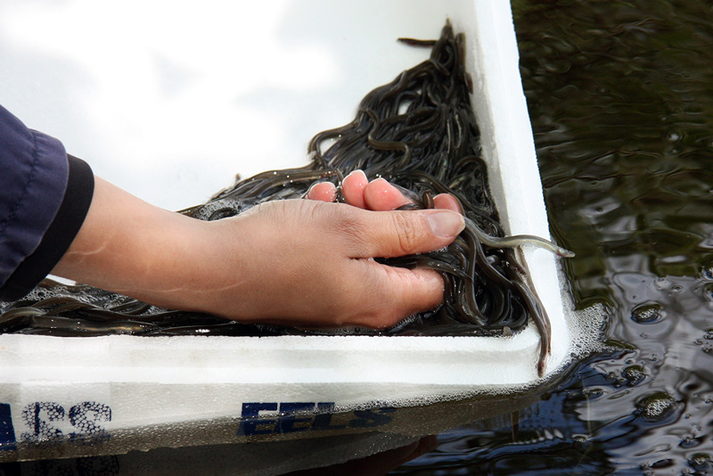 Fiskestopp viktigt men otillräckligt för att rädda ålen