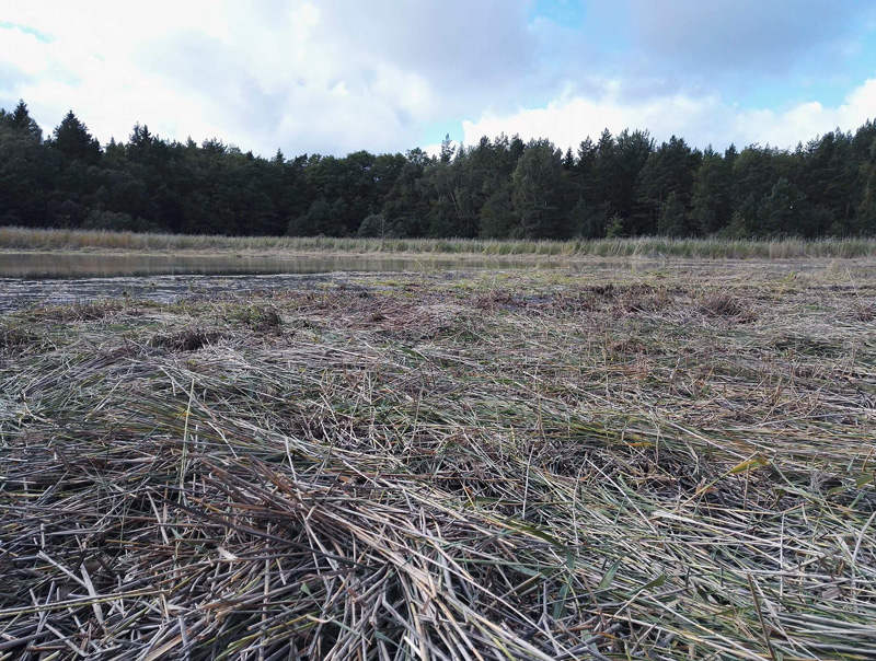 Förbättrade lekmöjligheter för fisk på Östra lagnö