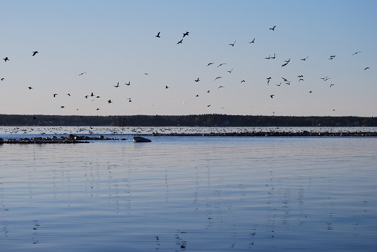 SkarvGavlebuktenfoto...