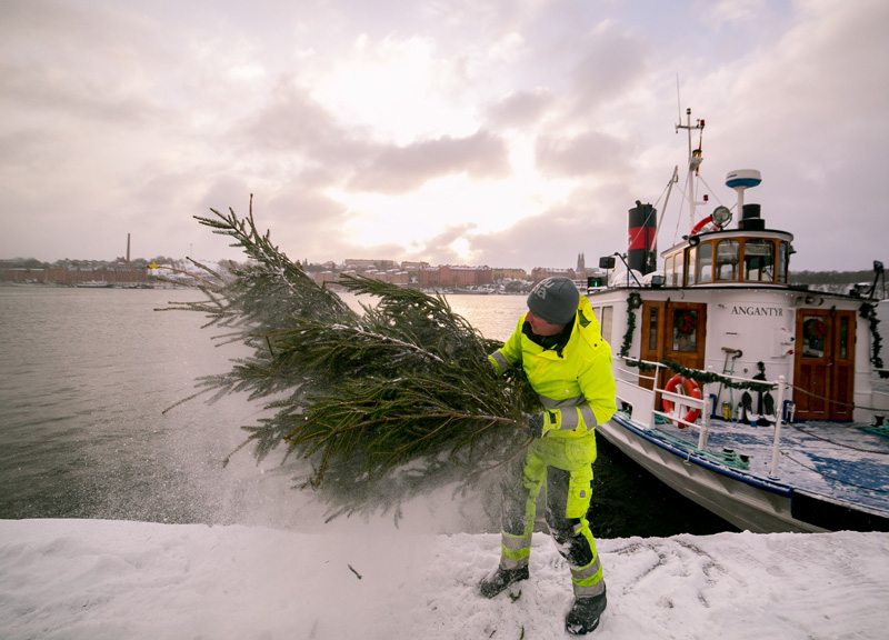 Lämna din julgran till fiskevård!