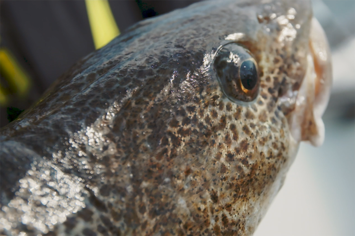 EU-beslut om fiskekvot fortsatt hot mot östersjötorsken