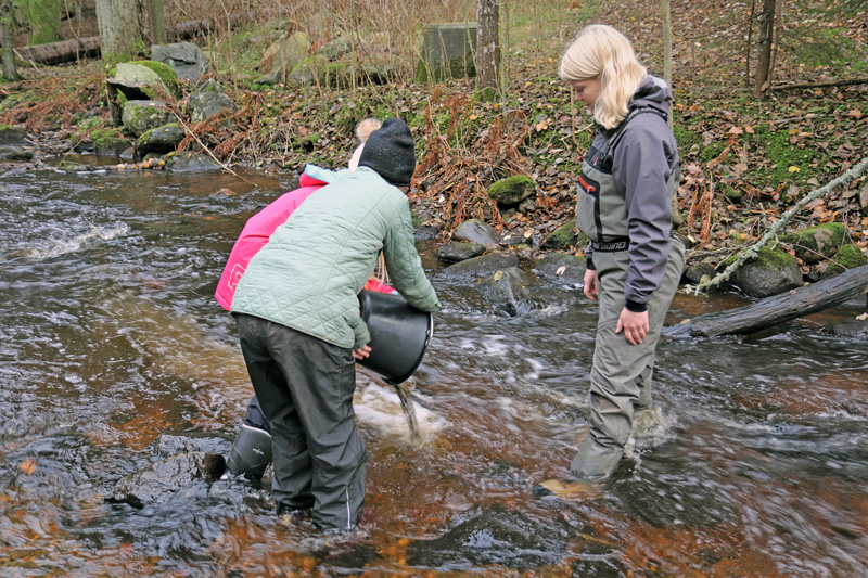 Fiskevård och naturkunskap med Skolbäcken i Habo