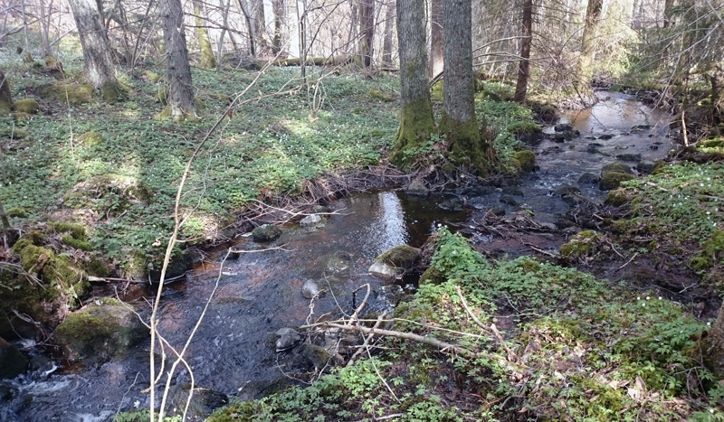 Omfattande fiskevårdsplan klar för sjön Viken