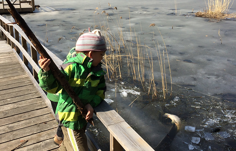 Fiskdöd i Sandbäckstjärn