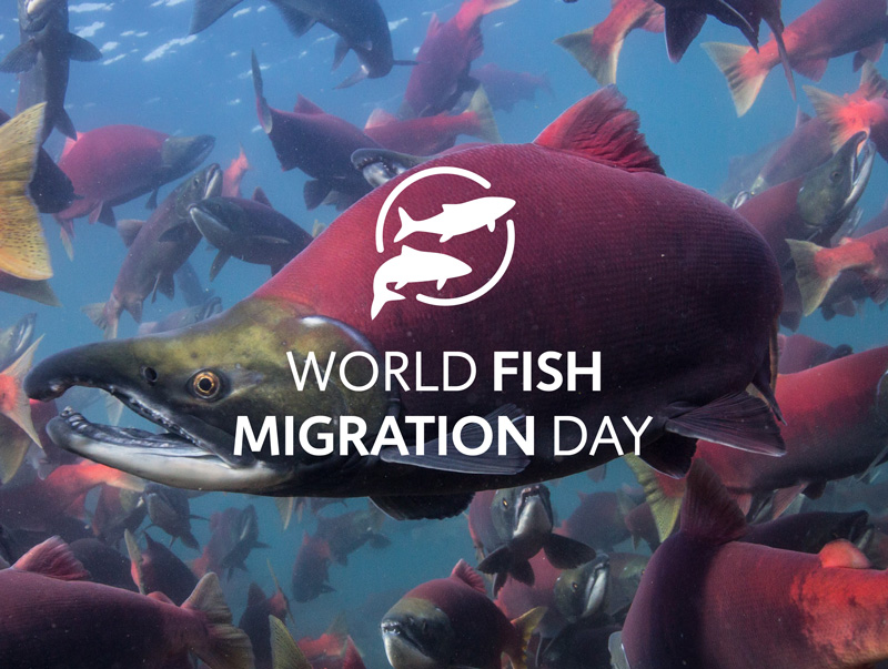 Kom på World Fish Migration Day i Forshaga 21 april