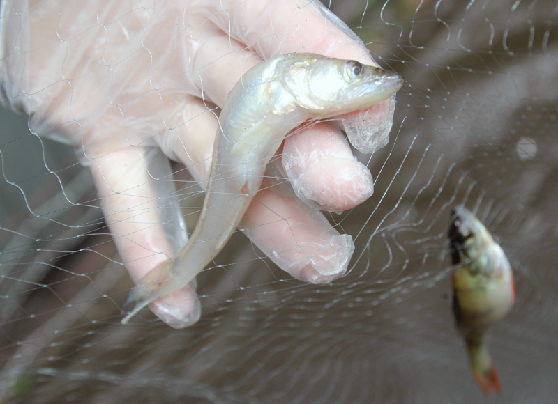 Fisk i kalkade sjöar under luppen