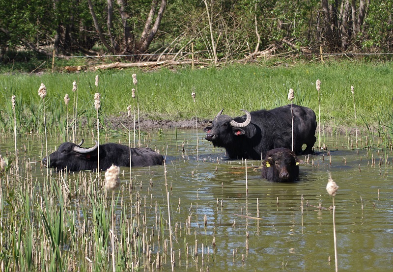 Vattenbufflar sköter gäddfabrik på Gotland