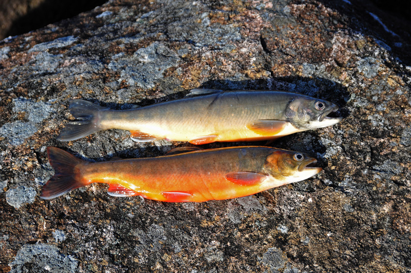 Kalkgrus ska rädda röding i norskt fiskevårdsprojekt