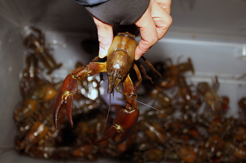 Fiska kräftor med Enskede Sportfiskeklubb