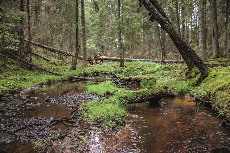 Naturliga flöden förbättrar vattenhushållningen