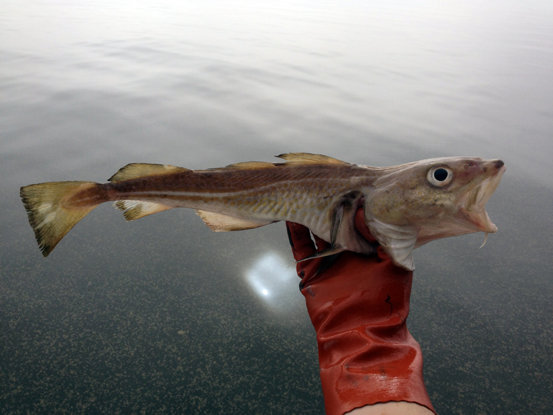 Sista chansen för fiskeministrarna till hållbart fiske