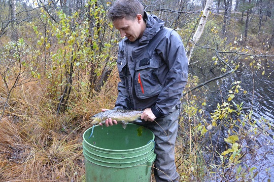 Nya öringutsättningar i Gula Kortets vatten