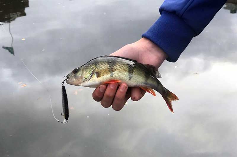 Välkomna på höstlovfiske i Skåne