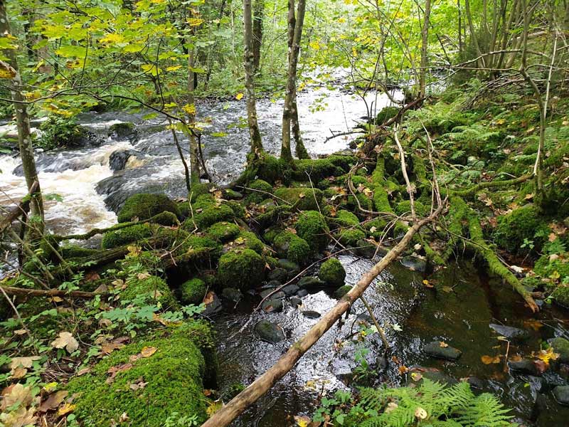 Biotopvård i Sörån ska få laxen att återvända