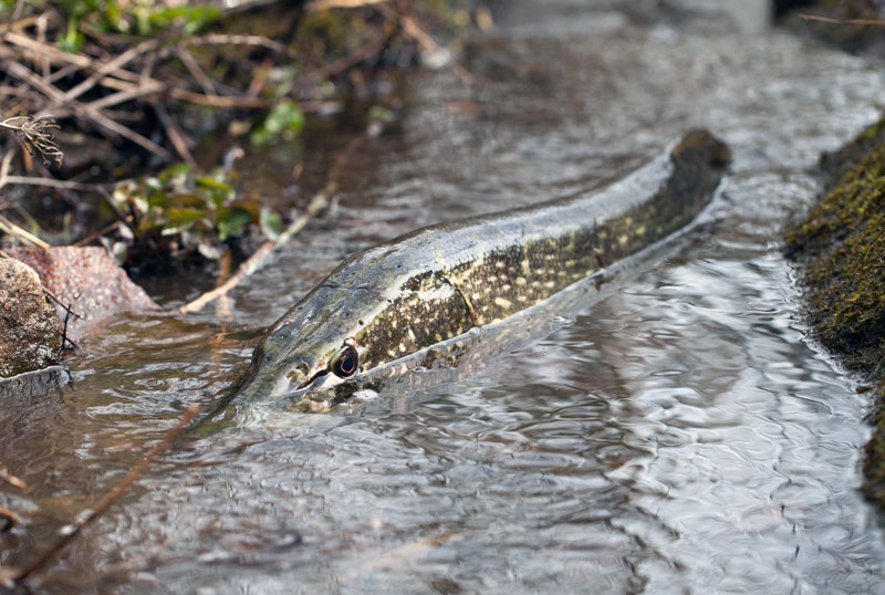 Fiskevårdsåtgärder i Lortfjärden ska ge mer gädda på kusten