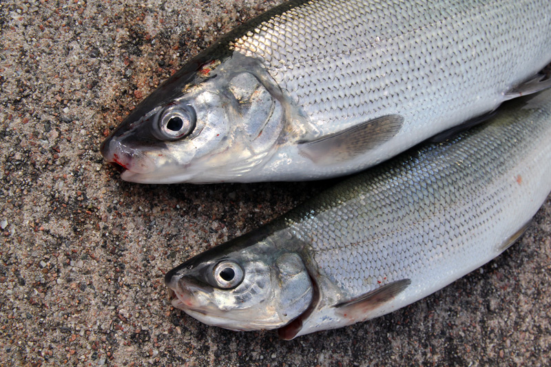 Förslag på fiskebegränsningar längs Norrlandskusten