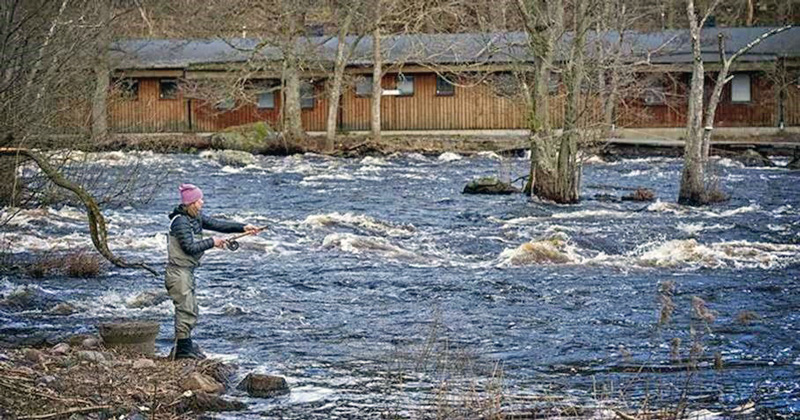 Jobbtips: Mörrum Kronolaxfiske söker fiskevårdsarbetare