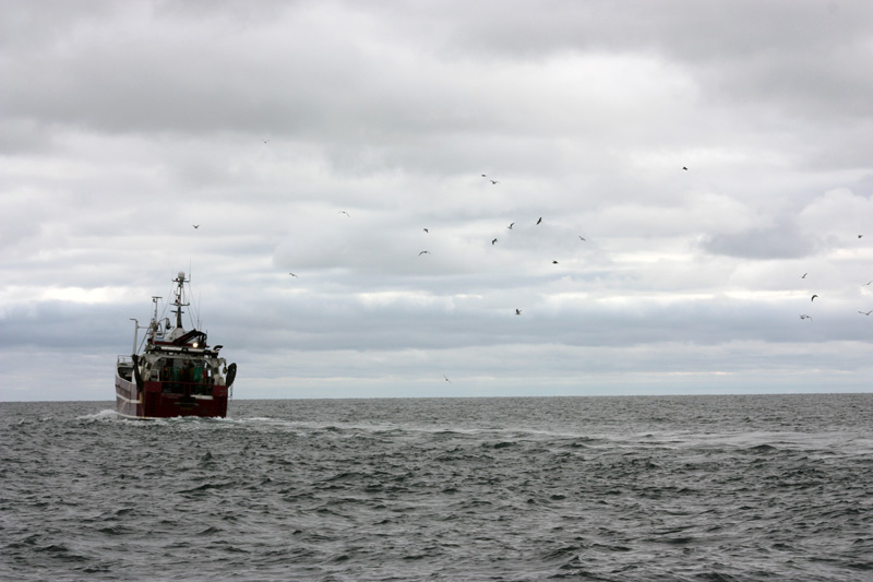 Akut nödläge för fiskbestånden på Västkusten