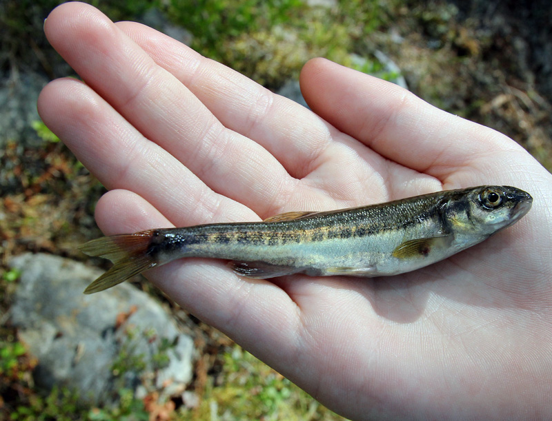 Fortsatt fokus på miljömålet Bara naturlig försurning