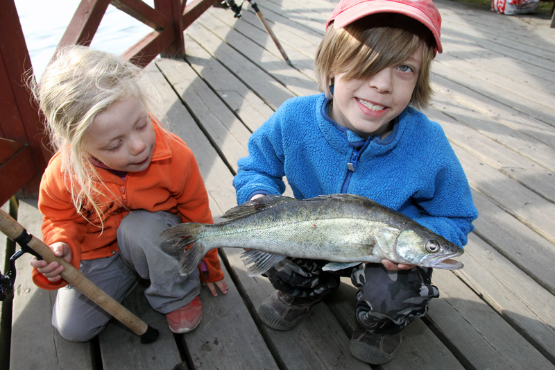 Tips: upp till 19 fiskar gratis på Sporfiskekortets vatten