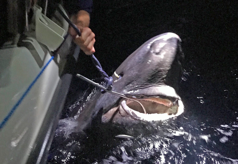 Nytt sportfiskerekord - Sveriges längsta fisk