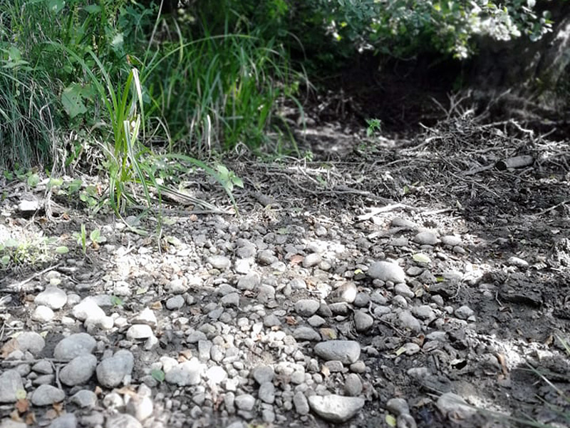 Åvaån torrlagd på grund av dammar i Tyresta nationalpark