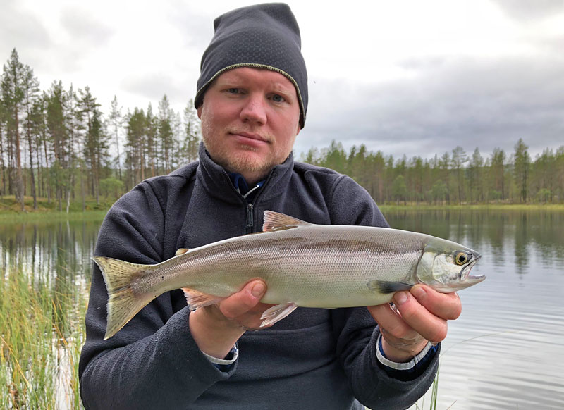 Indianlax – nytt rekord för fjärde gången i år