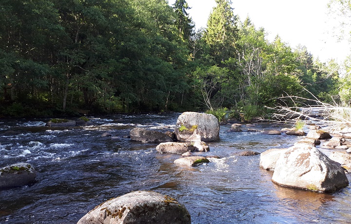 Fiskevård pågår i Ettaks strömmar, Tidan