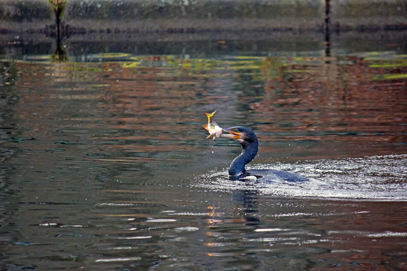 Cormorant-perch-Swed...