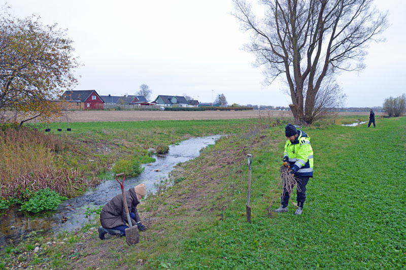 Tusentals träd och buskar planteras längs Ståstorpsån i Skåne