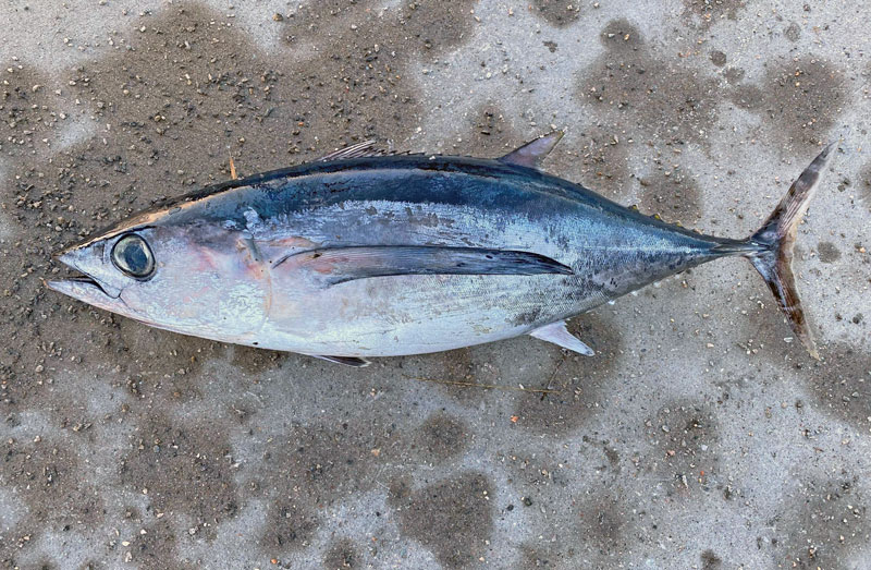 Sensation: tonfisksläktingen albacore funnen i Kosterfjorden 