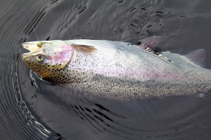 Mellansjön stängd för fiske på öppet vatten