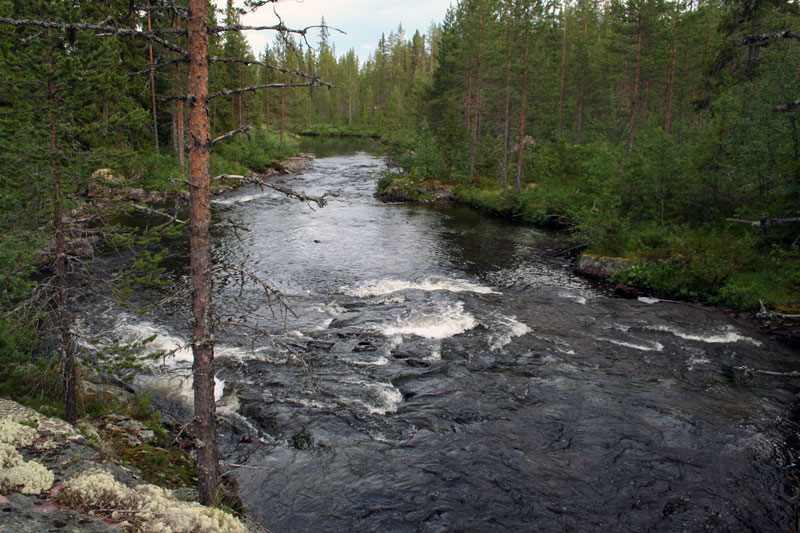 vattendrag-skog-800