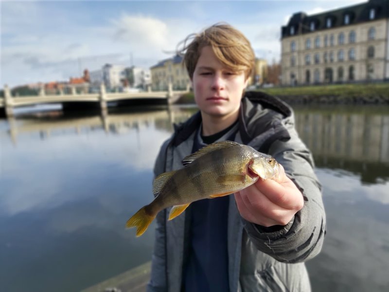 Succéfiske i Malmö kanal under sportlovet!