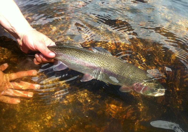 Habo Sportfiskeklubb får bidrag för att kalka sina klubbsjöar